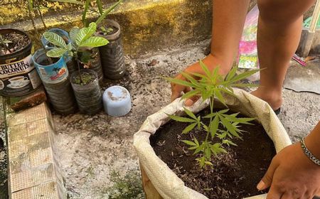 Buruh Bangunan Miliki Pohon Ganja Setinggi 20 Cm Ditangkap Polresta Mataram