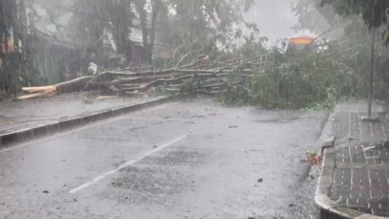 2 Pohon Setinggi 5 Meter Tumbang di Cilandak, Sudah Dievakuasi Tim Damkar