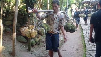 Petani Badui Raup Untung Jutaan Rupiah Saat Panen Durian