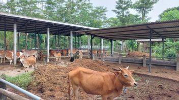 Trenggalek Regency Government Auctions Unproductive Cattle And Goats