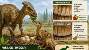 Fossiles de dents révèlent que les dinosaures donnaient peut-être des aliments spéciaux à leurs enfants