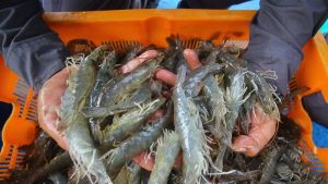 4.796 Warga RI Lamar Loker di Proyek Tambak Udang Terintegrasi Waingapu NTT