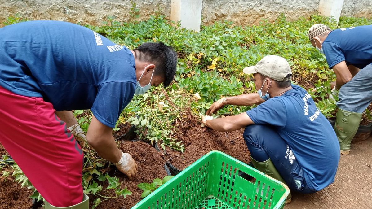 Salemba Prison Prisoners Taught Caring For Plants To Have Ability After Release