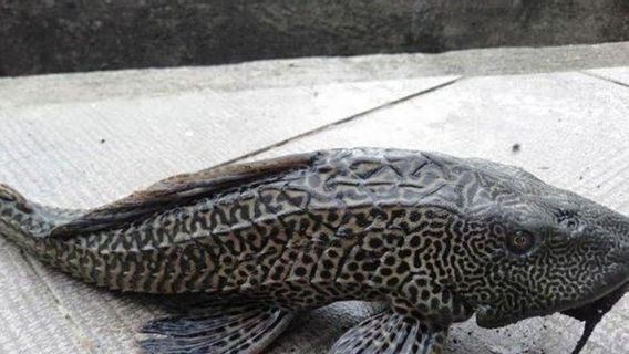 Populasi Kian Meresahkan, Pemprov DKI Perluas Operasi Perburuan Ikan Sapu-Sapu di Jakarta