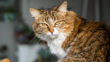 Menurut Dokter Hewan, Ini 6 Alasan Kenapa Warna Bulu Kucing Berubah