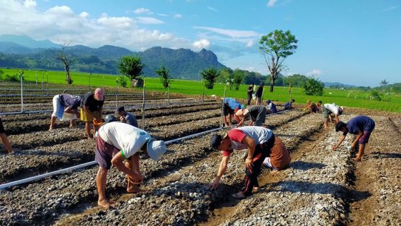 PLNの支援を受けた南スラウェシのエシャロット農家グループが5億3,600万ルピアの利益を得る