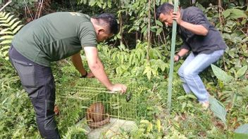 BKSDA West Sumatra 将 Trenggiling 释放到Agam的保护林中