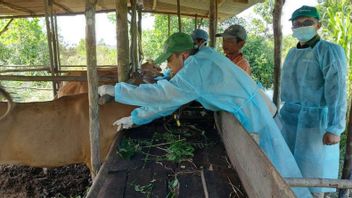 Hundreds Of Livestock In Bintan Kepri Will Be Vaccinated For FMD Booster Production Argentina