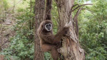 IPBからの悪いニュース:インドネシアの30種の霊長類は2050年までに絶滅するかもしれない