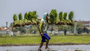  Pengamat: Intensifikasi Lahan Kunci dari Swasembada Pangan