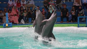 Lumba-lumba yang Ditunggangi Lucinta Luna di Sanur Bali Dievakuasi