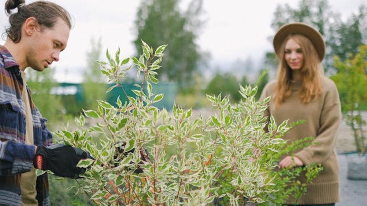 La chaleur extrême peut endommager les plantes : 6 façons de le protéger