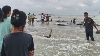 Dozens of Whales Stranded on Mbadokai Beach Rote Ndao, Conservation Office Sends Identification Team
