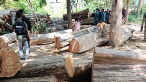 Kemenhut Tangkap Koordinator Kelompok Pembalak Liar di TN Baluran