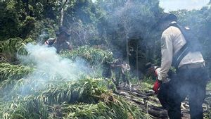 Aceh Police Destroy 20 Hectare of Cannabis Fields in Lampanah
