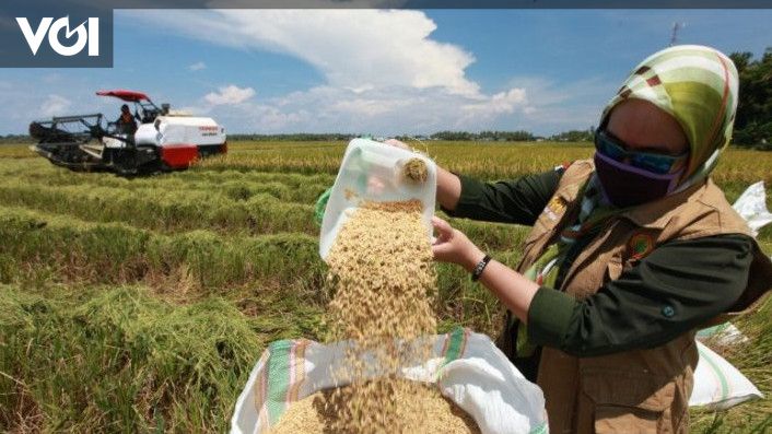 Cuaca Panas Di Indonesia Berpotensi Mengancam Ketahanan Pangan