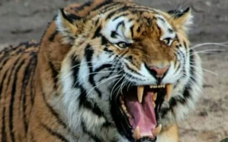 Harimau Sumatera Kembali Mangsa Ternak Sapi Warga di Pesisir Barat Lampung