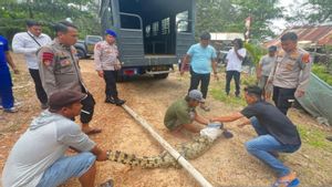 Buaya 2 Meter Serang Warga Pantai Tembelok Babel Ditangkap Ramai-ramai