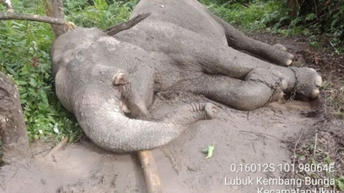 L’affaire d’éléphant sans lézade de gauche empoisonné Aucun suspect, la police de Riau continue de s’enfoncer
