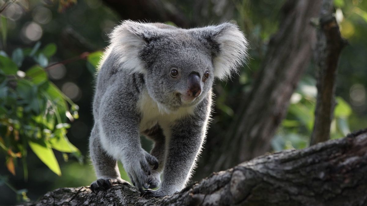 Australia Masukan Koala dalam Daftar Spesies Terancam Punah
