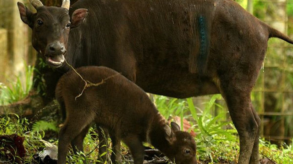 Hunting Becomes The Threat Of Anoa Animal Population In North Sulawesi