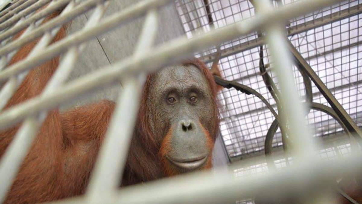 Setelah Direhabilitasi, 10 Orangutan Dilepasliarkan di TN Bukit Baka Bukit Raya Kalteng