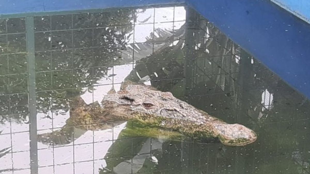 An Angler In East Kutai Dies By Crocodile