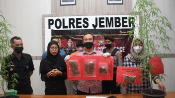الشباب زراعة الماريجوانا في Jember اعتقلت من قبل الشرطة
