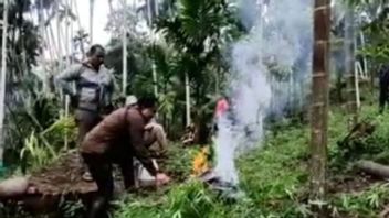 Ladang Ganja 6,28 Hektare Ditemukan di Aceh Utara