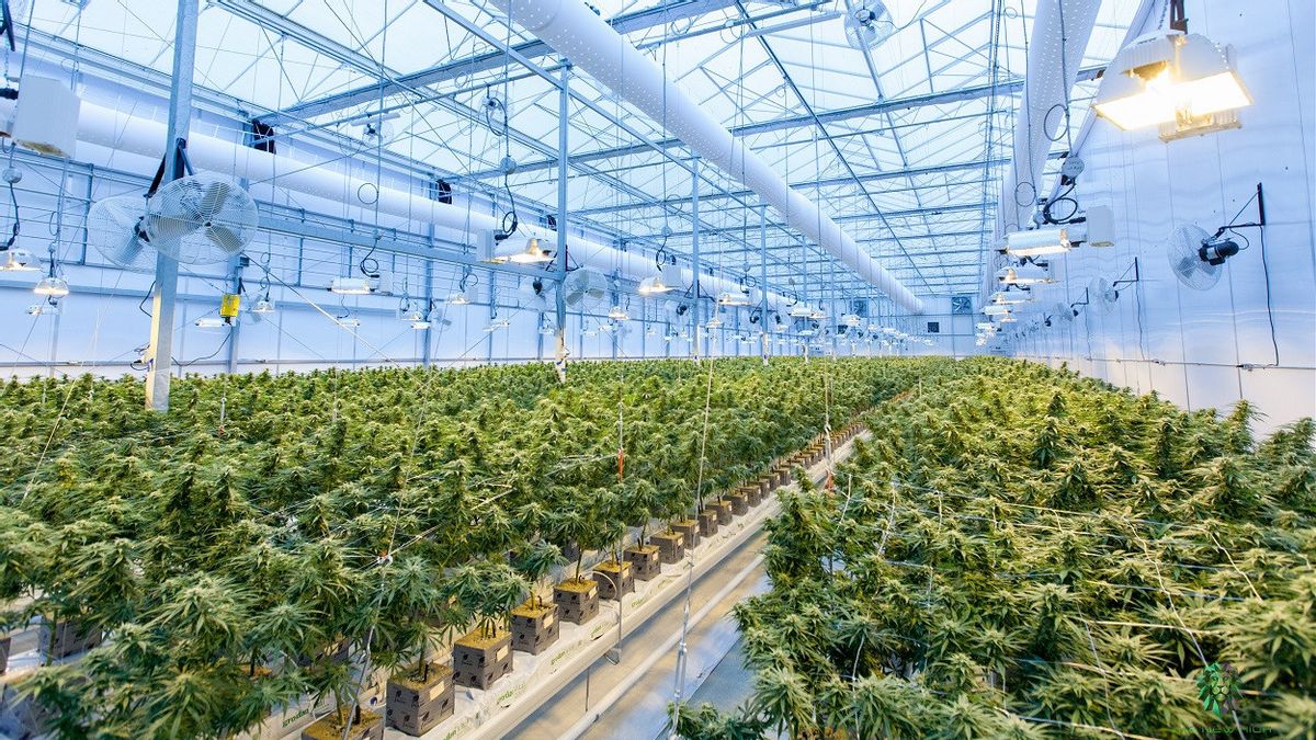 Japan Sets Record for Police Investigation Related to Marijuana in 2025