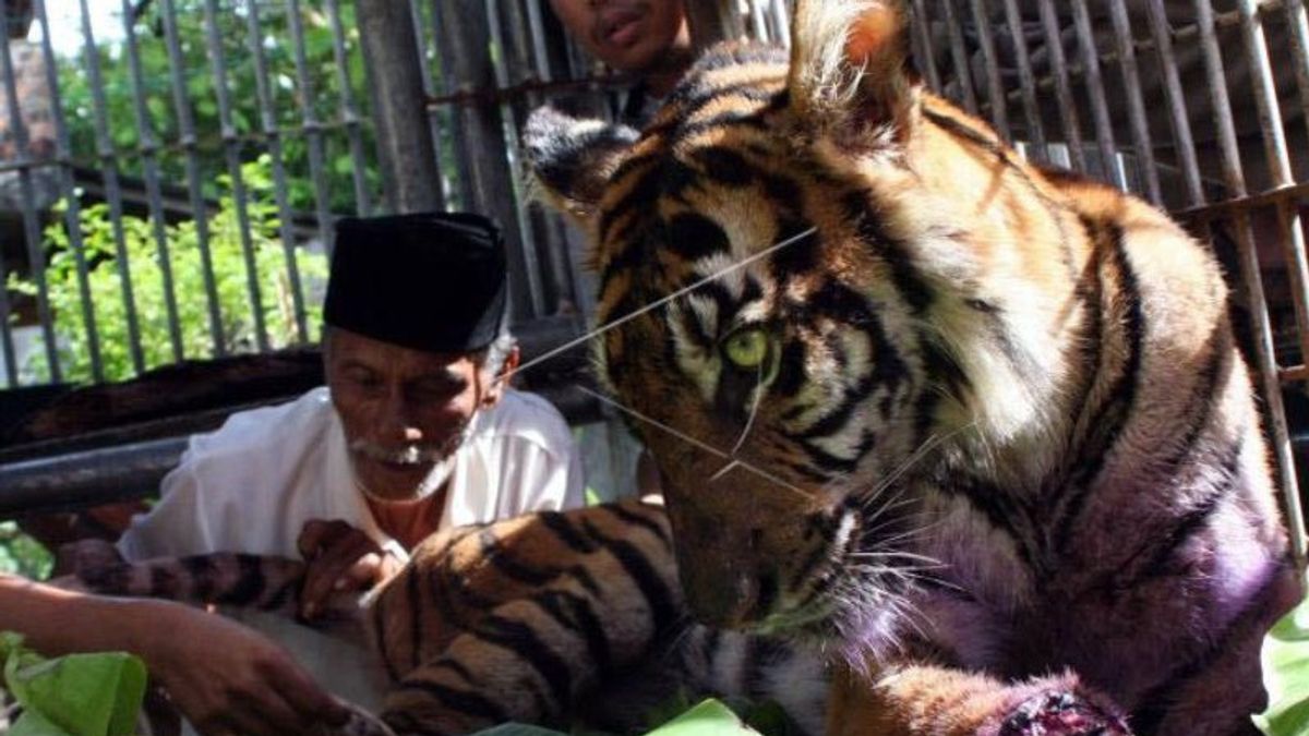 Ambushed From The Front, Farmers In South Aceh Reflex Tigers Use Palm Harvesting Tools