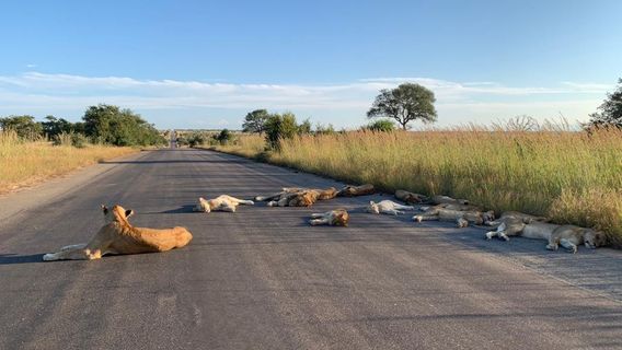 Lions Laying Down On South African Roads At Lockdown