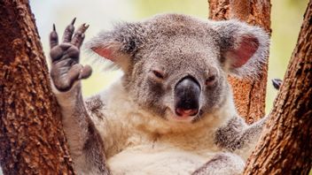 長期の干ばつはコアラ、オーストラリアのアイコン絶滅の危機に瀕しています!