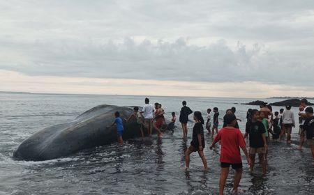 Paus Raksasa yang Sempat Terdampar Ditemukan Mati di Pantai Yeh Malet Bali 