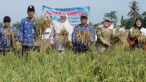 Sukses Uji Coba Padi Biosalin, SIG dan Pemkab Cilacap Dorong Pertanian Berkelanjutan untuk Ketahanan Pangan