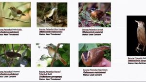 Burung Pelanduk Kalimantan Ditemukan Lagi Usai 172 Tahun ‘Hilang’