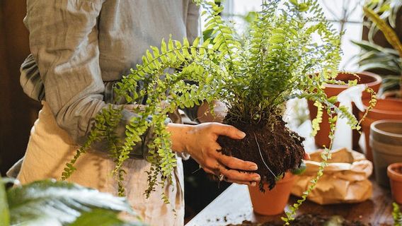 10种可以在低光环境中生活的装饰植物