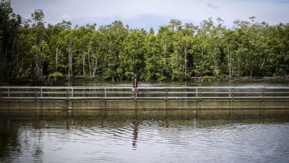 Walhi Asks Police To Snatch Mangrove Forest Logging Companies In Indonesia