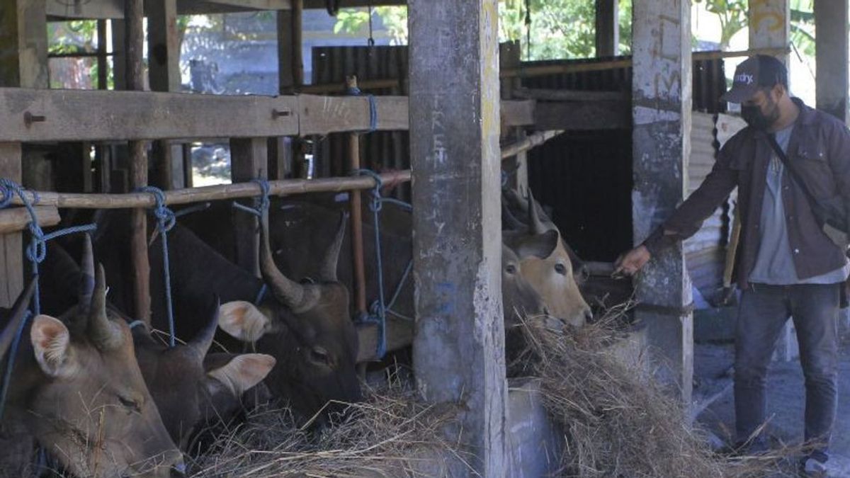 Preventing Mouth And Nail Diseases, Surabaya Rejects Cattle From 4 Regions In East Java