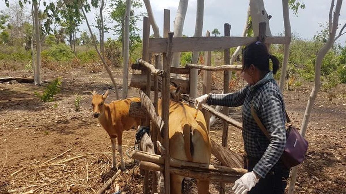 فحص 4,473 من الماشية في بويولالي، والنتيجة هي 360 مشتبها بهم و 21 إيجابية ل FMD