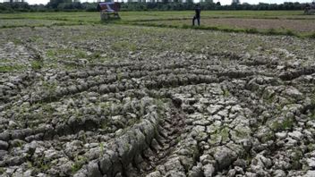 Ministry Of Agriculture Relys On Land Identification Facing The Impact Of El Nino