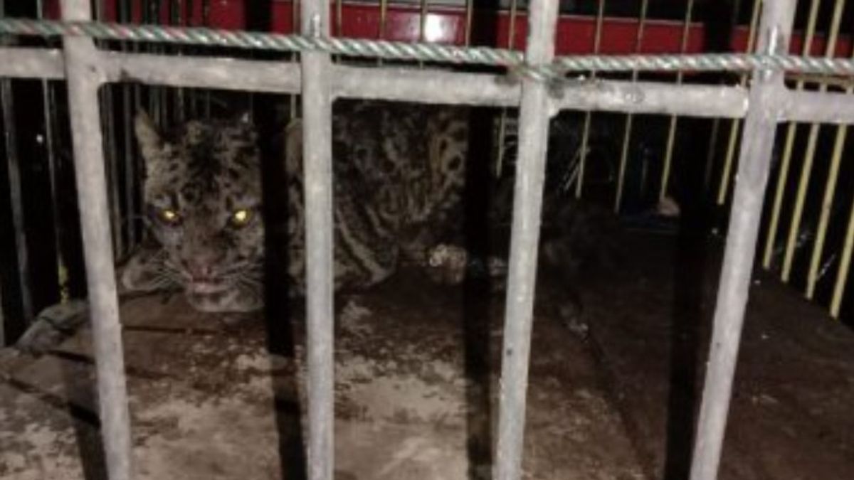 Macan Dahan Masuk Rumah Warga Sumatra Barat, Diduga Berasal dari Kaki Gunung Pasaman