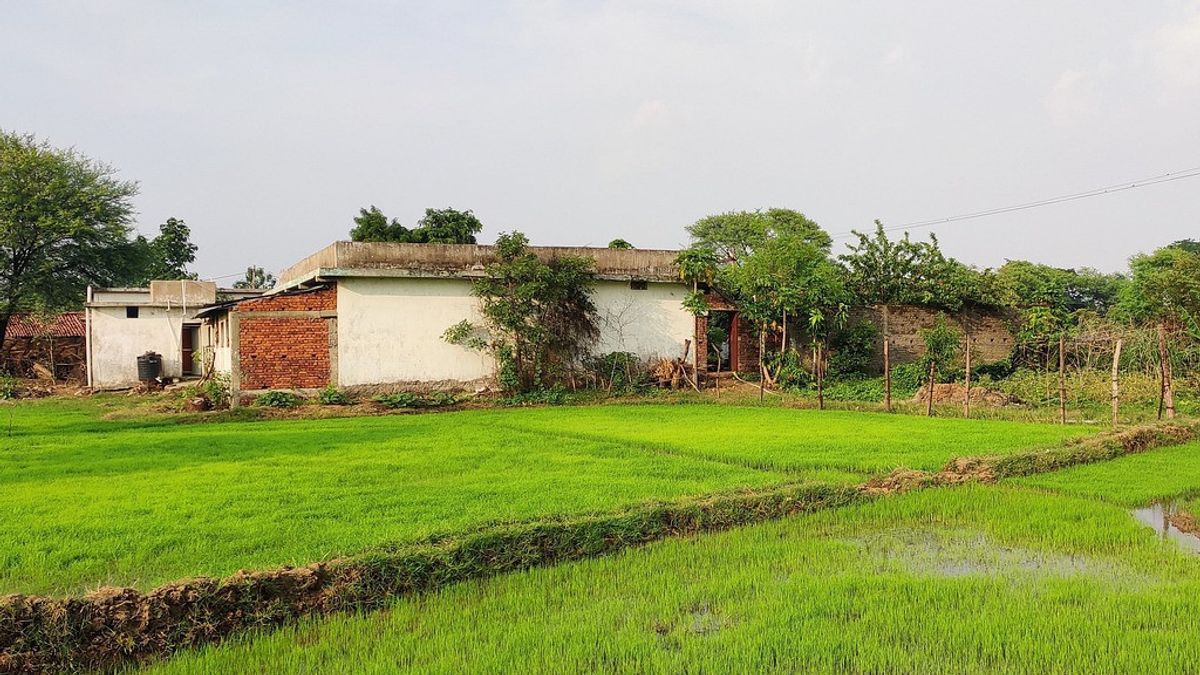 3 Rules Of Sale And Purchase Of Rice Fields That Need To Be Known