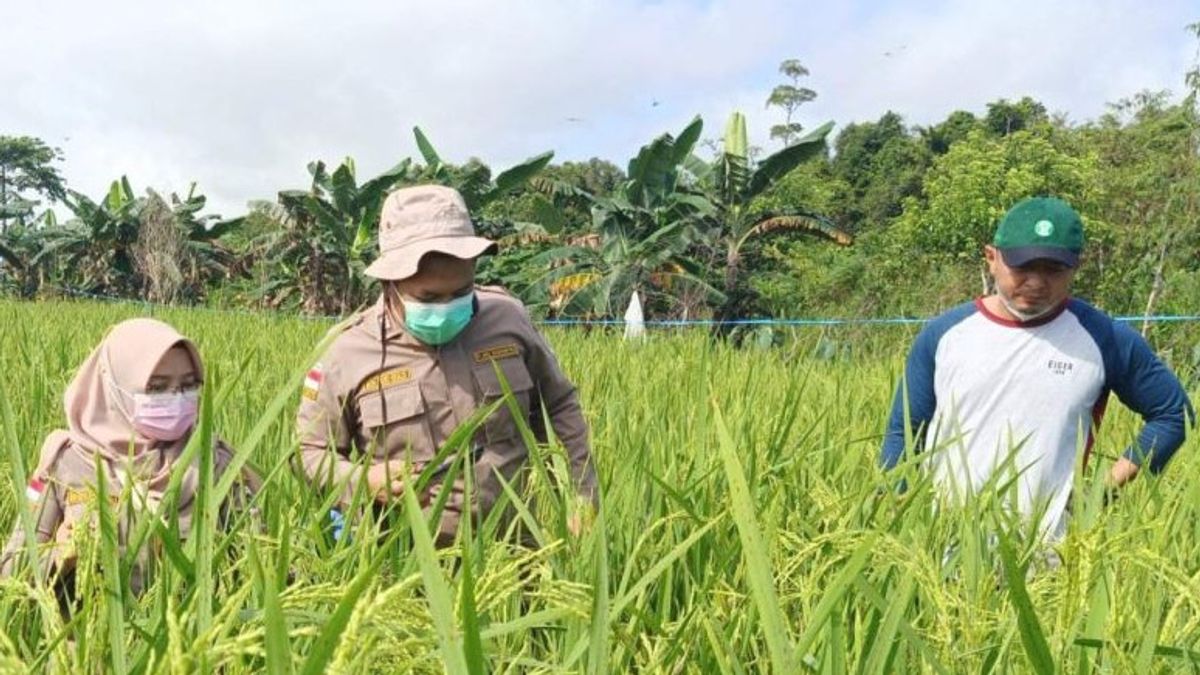 Karantina Pertanian Tarakan Targetkan 15 OPTK Pantau Sejumlah Daerah