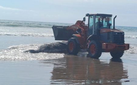 Bangkai Paus Sperma Seberat 1 Ton Terdampar di Pantai Legian Bali 