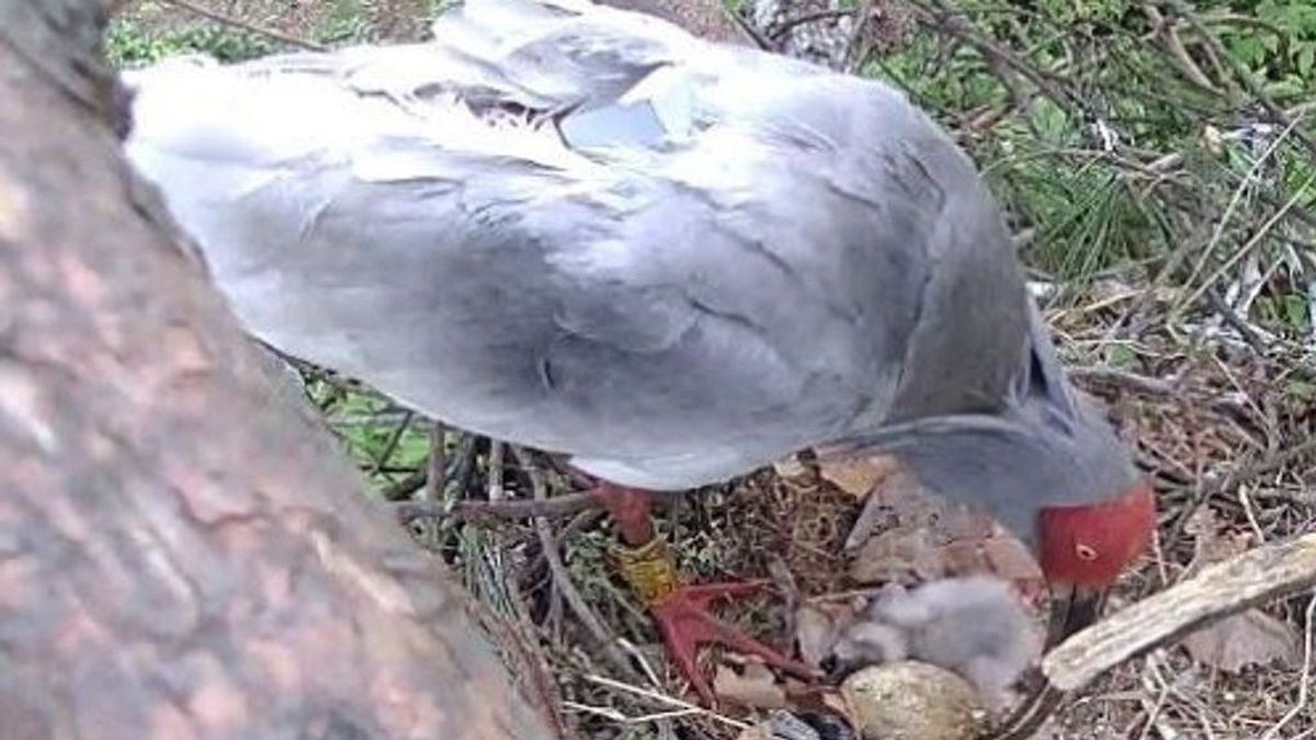 Untuk Pertama Kali dalam 42 Tahun Terakhir, Menetasnya Telur Burung Crested Ibis di Alam Liar