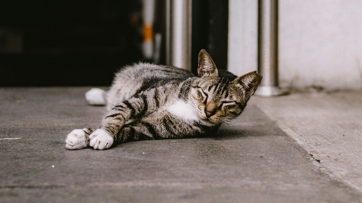 Kasus Kucing di Universiti Malaya Malaysia Diduga Dimutilasi, Operasi Tangkap Anjing Liar Dilakukan