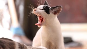 Apa Saja yang Tidak Boleh Dimakan Kucing: Jangan Nekat Kalau Takmau Kucing Kamu Kenapa-Kenapa!