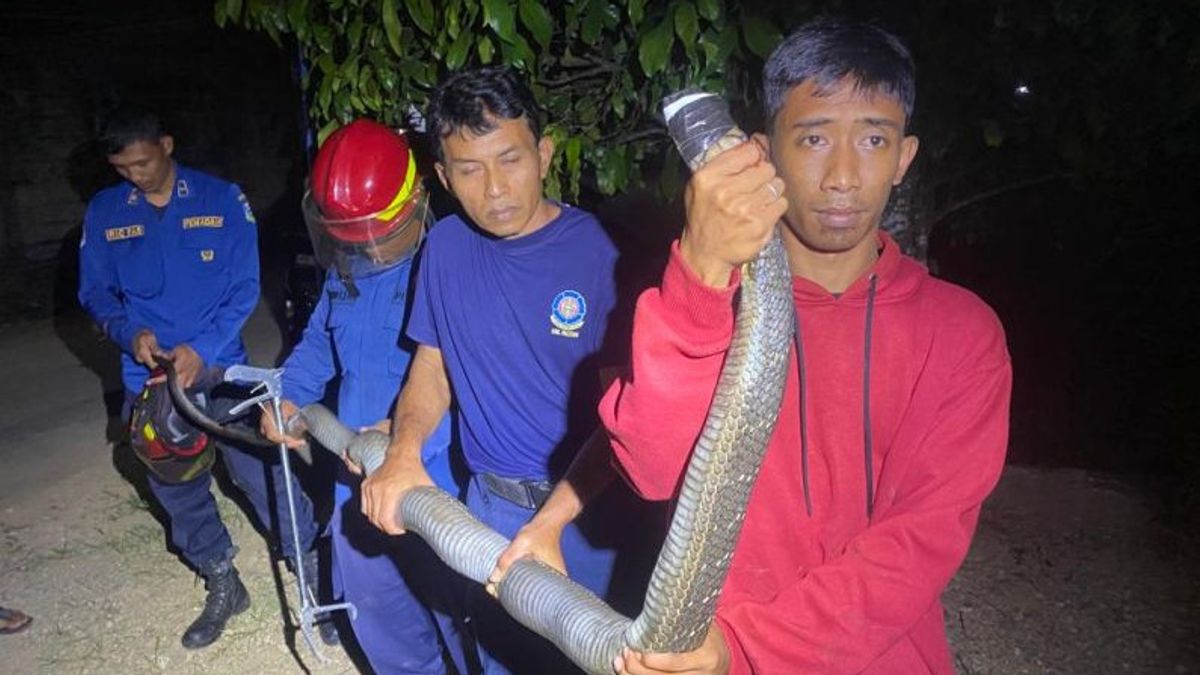 Pacitan Firefighters Evacuate King Cobra From Residents' Houses