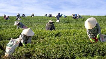  Guru Besar IPB Ungkap Tantangan Pertanian di Masa Depan: Produktivitas Kita Masih Rendah Dibanding China, Vietnam, Brasil